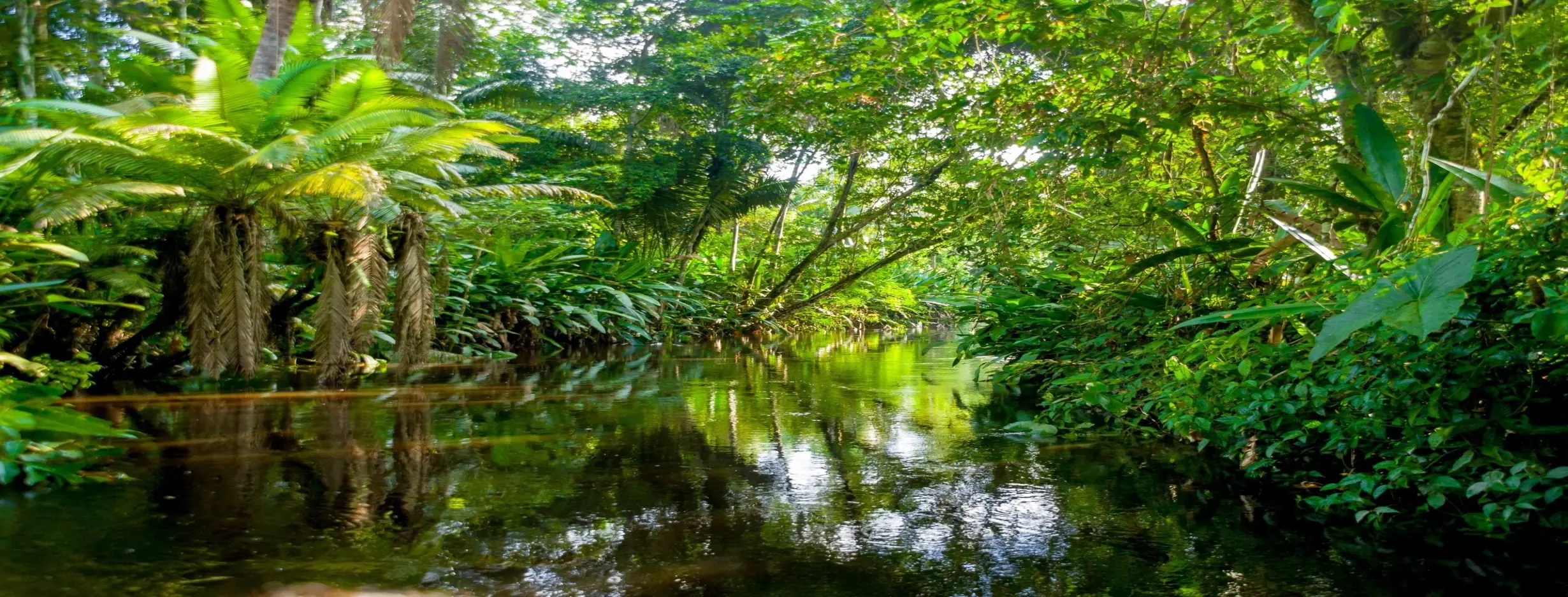 Image for Amazonian Adventure